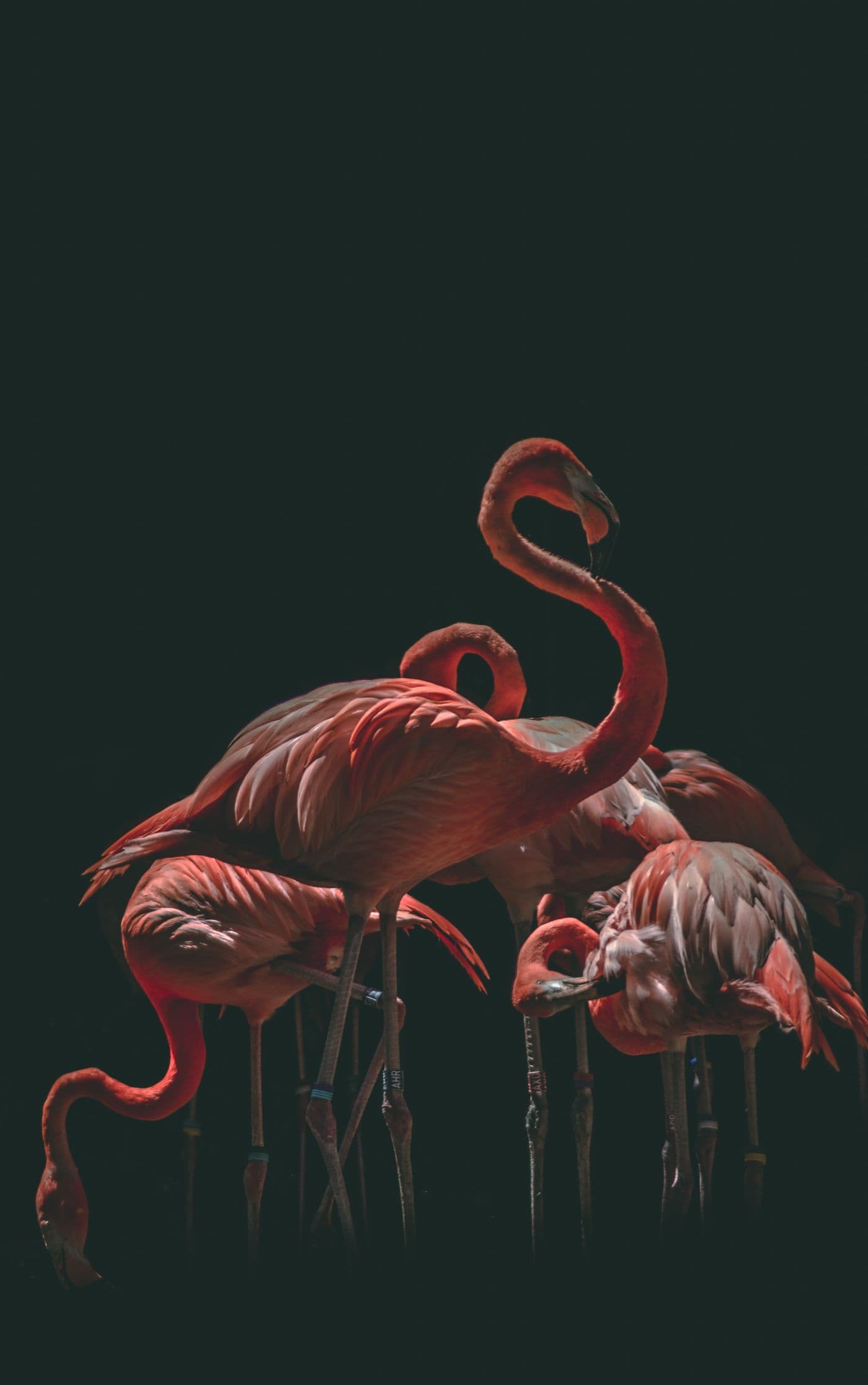 Flamingos gathered in shallow water