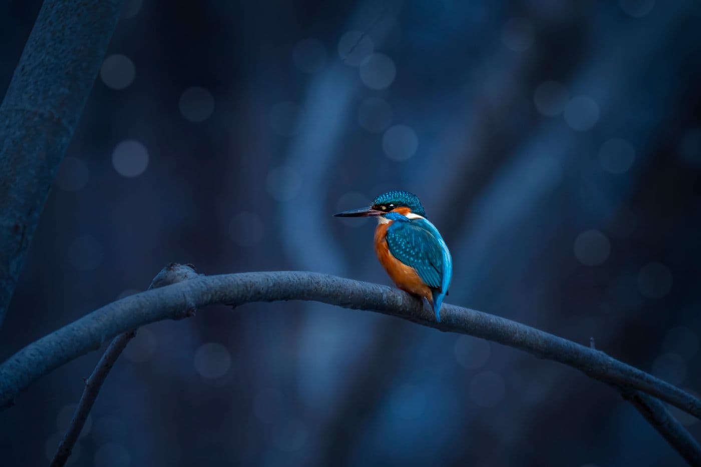 A common kingfisher perched on a branch