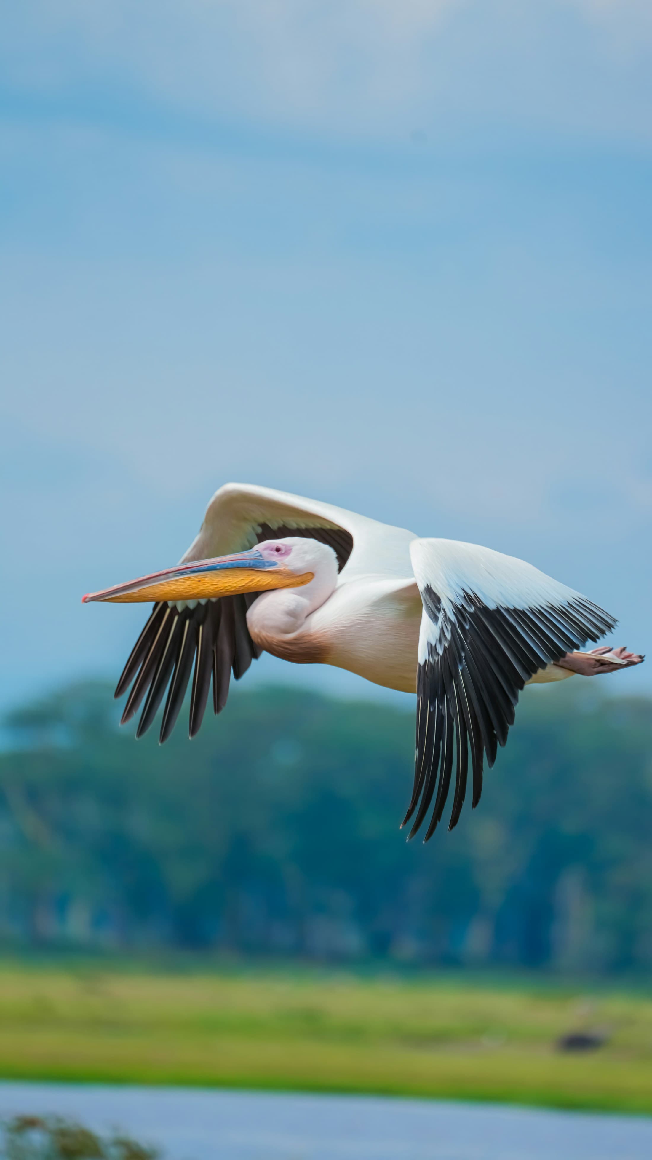 A great white pelican flying over the water